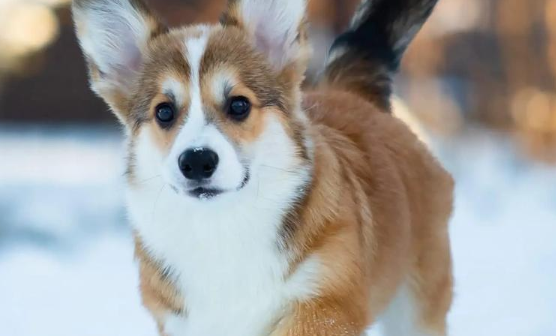 威尔斯柯基犬的体重与健康有什么关系？
