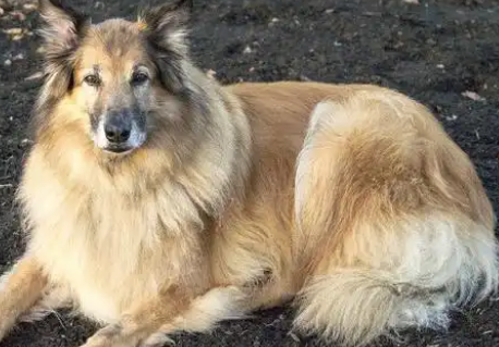 比利时坦比连犬:从牧场到现代社会的全能战士 比利时坦比连犬:从牧场到现代社会的全能战士