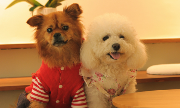 爱的双向奔赴:宠物与人类的温暖故事 爱的双向奔赴:宠物与人类的温暖故事