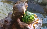 河马吃多少