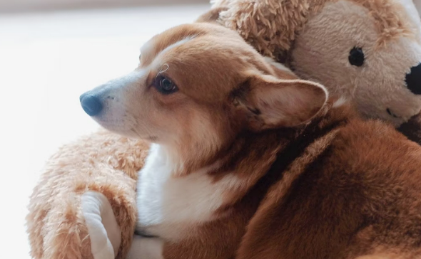 2025宠物消费趋势:宠物消费已成刚需 2025宠物消费趋势:宠物消费已成刚需