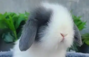 如何饲养荷兰垂耳兔？