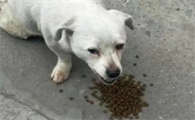 幼犬过度饥饿的表现