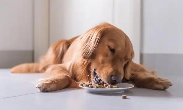 秀恩玉米片狗狗可以吃吗