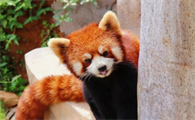 看小熊猫去哪里比较好
