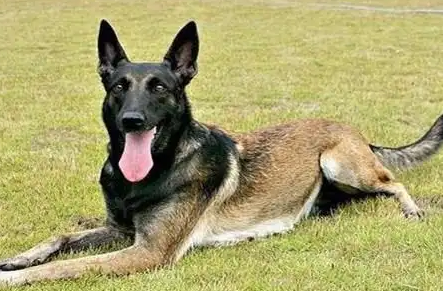 比利时坦比连犬:从牧羊犬到全能工作犬的进化史 比利时坦比连犬:从牧羊犬到全能工作犬的进化史