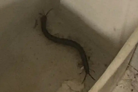 看到大蜈蚣是预兆什么预兆