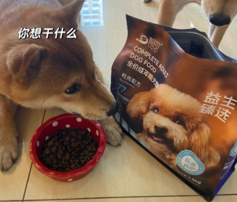 靓贝狗粮:挑食狗狗的福音! 靓贝狗粮:挑食狗狗的福音!