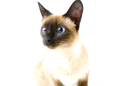 巴厘猫能长多大？感兴趣可以了解下