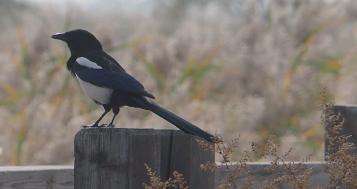 喜鹊抓头有什么预兆