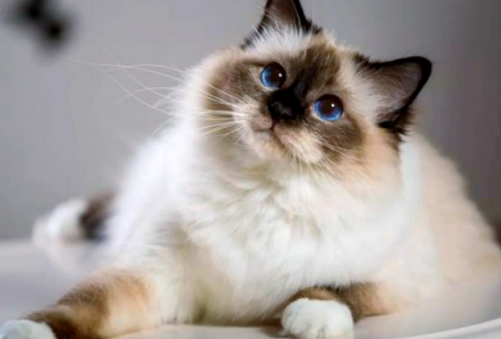 巴厘猫的颜色！CFA只承认4个变种！