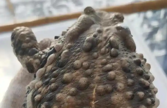 癞蛤蟆有蝌蚪吗