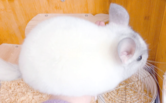 白色龙猫多少钱一只，看完这篇文章就知道