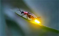萤火虫哪儿发光