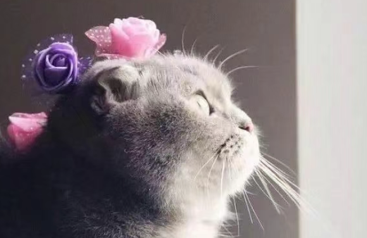 猫咪品种大盘点:苏格兰折耳猫 猫咪品种大盘点:苏格兰折耳猫