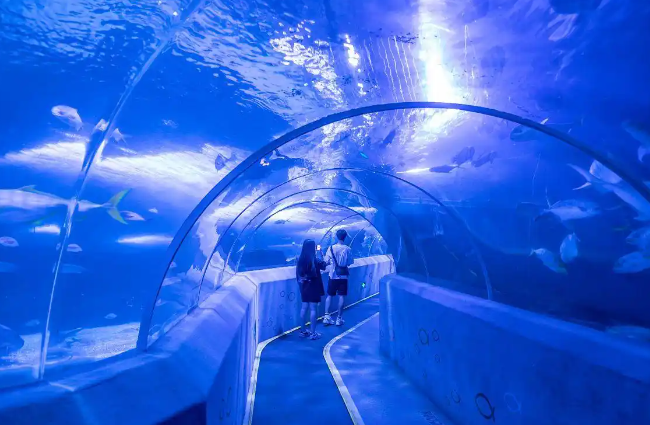 虎鲸母子和 12 只海豚被困废弃海洋公园 虎鲸母子和 12 只海豚被困废弃海洋公园