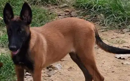 马犬：全方位的深度解析