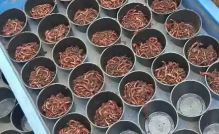 鸡蛋烧蚯蚓有什么功能