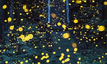 萤火虫有多大