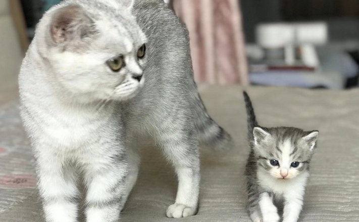 波米拉猫品种简介,看完你就明白了! 波米拉猫品种简介,看完你就明白了!