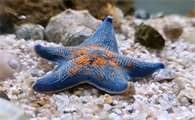 海星属于软体动物吗