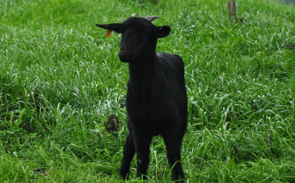 哪种黑山羊品种最好 哪种黑山羊品种最好