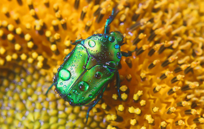 金龟子的分类学研究与物种鉴定 金龟子的分类学研究与物种鉴定