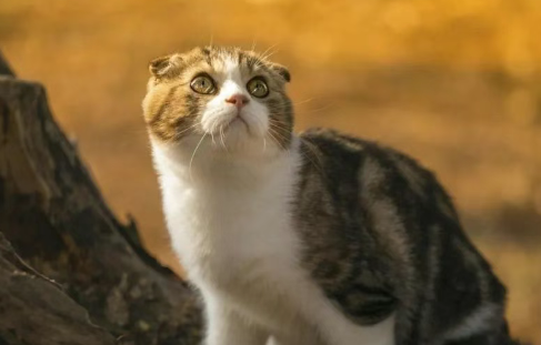 猫类百科 | 苏格兰折耳猫 猫类百科 | 苏格兰折耳猫