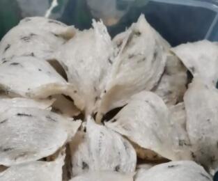 燕窝和海参哪个对孕妇更好