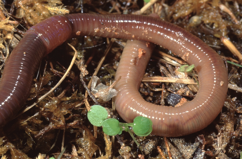 在哪里可以找到蚯蚓 在哪里可以找到蚯蚓