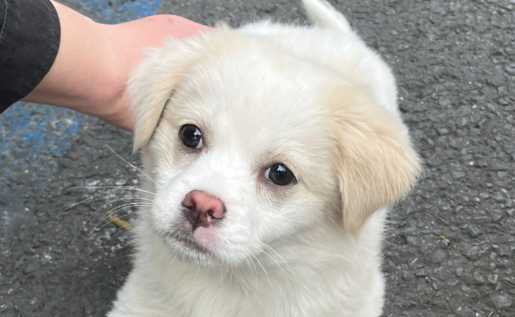 “上海最大基地” 宠物店乱象丛生,引发网友关注 “上海最大基地” 宠物店乱象丛生,引发网友关注