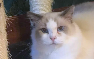 不适合穷人饲养的猫咪品种，茶杯猫