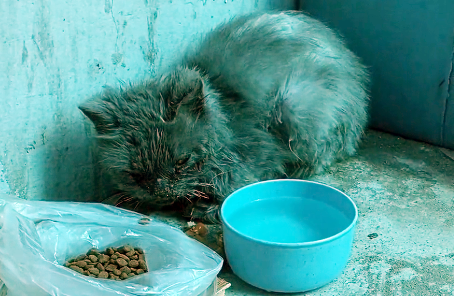 被人伤害过的流浪品种猫,全身瘦得只剩骨头,依然对人类很温柔 被人伤害过的流浪品种猫,全身瘦得只剩骨头,依然对人类很温柔