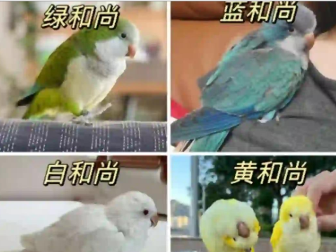 辨和尚鹦鹉品种,秒变达人! 辨和尚鹦鹉品种,秒变达人!