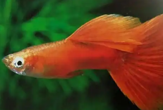 分享全红孔雀鱼的魅力所在 分享全红孔雀鱼的魅力所在