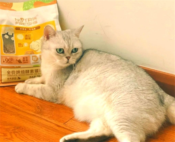纯皓猫粮：猫咪的“王者”之选