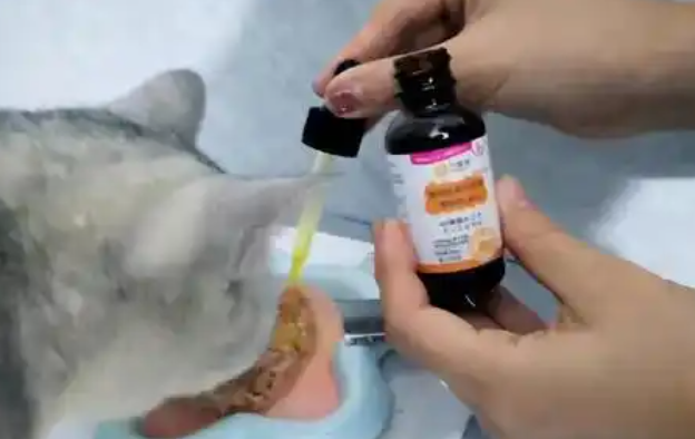 外星猫宠物营养补充剂一天吃几次 外星猫宠物营养补充剂一天吃几次