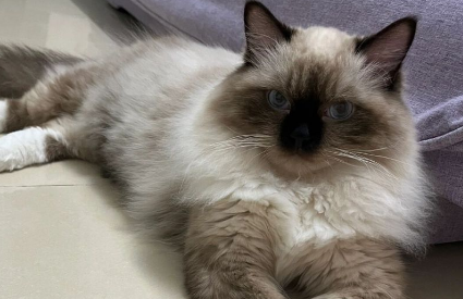 巴厘猫：优雅的长毛暹罗品种