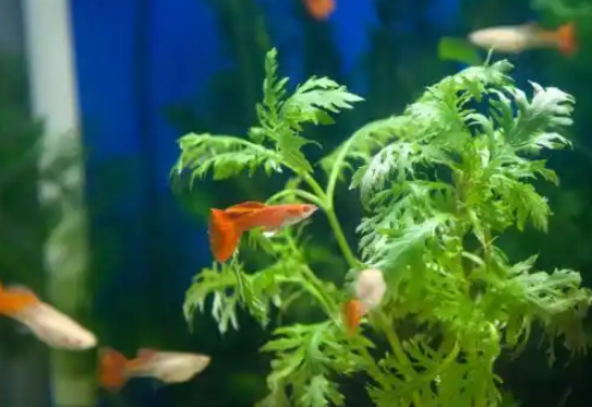 孔雀鱼浮在水面上不动是怎么回事
