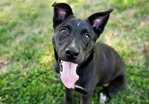 马犬的智商排名到底是怎样的? 马犬的智商排名到底是怎样的?