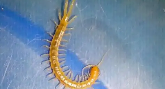 用什么可以消除蜈蚣