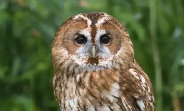 灰林鸮是猫头鹰吗