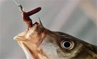 咸水鱼吃蚯蚓吗