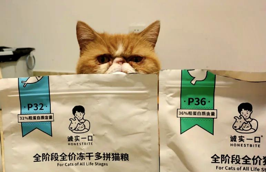 诚实一口猫粮评测：值得入手吗？