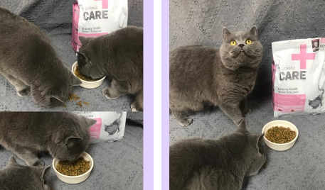 哈根纽翠斯猫粮：守护猫咪泌尿健康的秘密武器