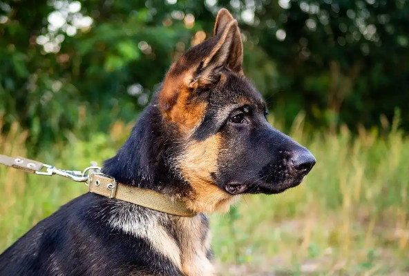 马犬公的好还是母的好？快来看！