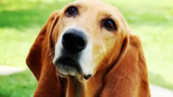 新手饲养巴吉度犬时，该如何训练出听话的狗狗呢
