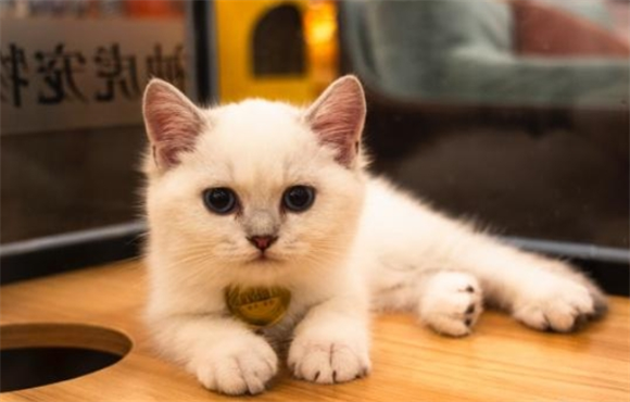下单ORIJEN原始猎食渴望前 这些问题必须得牢牢落实！