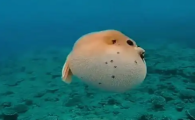 泰州哪家河豚好吃