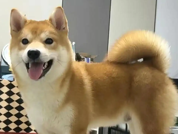 狗狗呕吐怎么预防